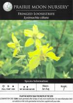 Lysimachia ciliata, Fringed Loosestrife