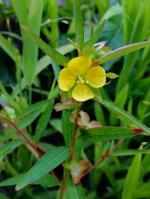 Ludwigia alternifolia, Seedbox 