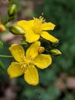Hypericum punctatum, Spotted St. John's-wort