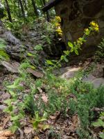 Hypericum punctatum, Spotted St. John's-wort