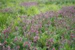 Geum triflorum, Prairie Smoke