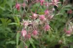 Geum triflorum, Prairie Smoke