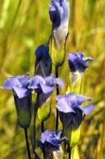 Gentianopsis crinita, Greater Fringed Gentian