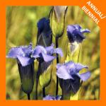 Gentianopsis crinita, Greater Fringed Gentian