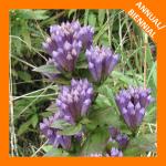 Gentianella quinquefolia, Stiff Gentian