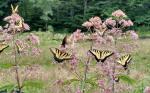 Eutrochium purpureum, Sweet Joe Pye Weed 