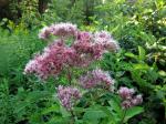 Eutrochium purpureum, Sweet Joe Pye Weed 
