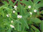 Euphorbia corollata, Flowering Spurge