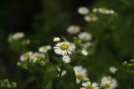 Erigeron strigosus, Daisy Fleabane