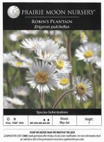 Erigeron pulchellus, Robin's Plantain