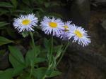Erigeron pulchellus, Robin's Plantain
