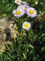 Erigeron pulchellus, Robin's Plantain