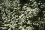 Erigeron annuus, Annual Fleabane
