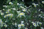 Erigeron annuus, Annual Fleabane