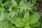 Epilobium ciliatum, Northern Willowherb