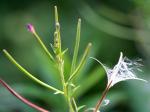 Epilobium ciliatum, Northern Willowherb