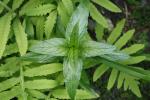 Epilobium ciliatum, Northern Willowherb
