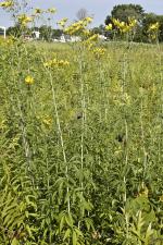 Coreopsis tripteris, Tall Tickseed 