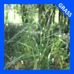 Cinna arundinacea, Stout Woodreed 