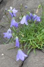 Campanula rotundifolia, Bluebell of Scotland