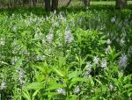 Camassia scilloides, Eastern Camas 