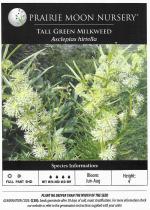 Asclepias hirtella, Tall Green Milkweed