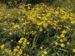 ~ Bidens aristosa, Bearded Beggarticks