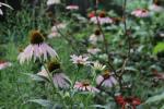 ~ Echinacea purpurea, Eastern Purple Coneflower 