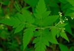 Osmorhiza claytonii, Sweet Cicely