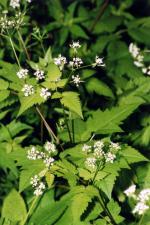 Osmorhiza claytonii, Sweet Cicely