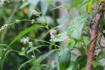 Strophostyles helvola, Trailing Wild Bean 