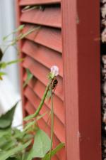Strophostyles helvola, Trailing Wild Bean 