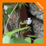 Strophostyles helvola, Trailing Wild Bean 