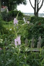 Physostegia virginiana, Obedient Plant
