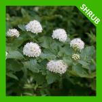 Physocarpus opulifolius, Prairie Ninebark