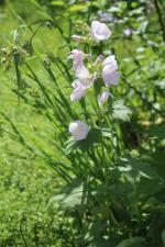 ~ Iliamna remota, Kankakee Mallow