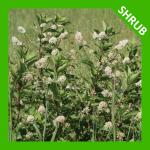 Ceanothus americanus, New Jersey Tea