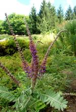 Amorpha canescens, Downy False Indigo  