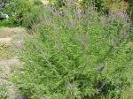 Amorpha canescens, Downy False Indigo  