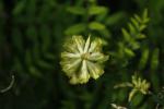 Astragalus canadensis, Canada Milk Vetch