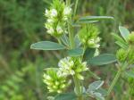Lespedeza capitata, Round-headed Bush Clover 