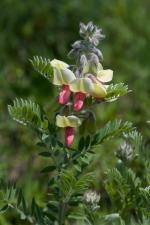 Tephrosia virginiana, Virginia Goat's Rue 