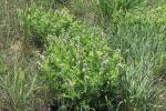 Tephrosia virginiana, Virginia Goat's Rue 
