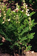 Tephrosia virginiana, Virginia Goat's Rue 