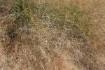 Eragrostis spectabilis, Purple Lovegrass