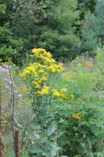 Solidago rigida, Stiff-Leaved Goldenrod