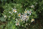 Eurybia divaricata, White Wood Aster