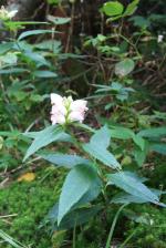 Chelone glabra, White Turtlehead