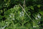 ~ Amsonia tabernaemontana, Eastern Bluestar 