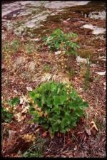 Heuchera richardsonii, Prairie Alumroot  